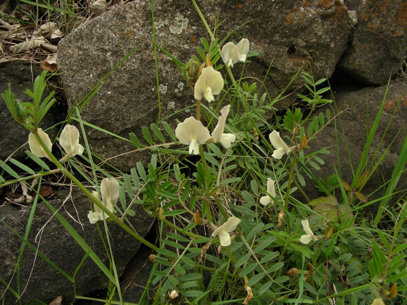 Vicia grandiflora / Veccia farfallona